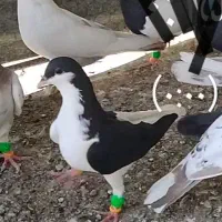 کبوتر|پرنده|تاکستان, |دیوار