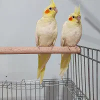 عروس هلندی دوماه،دون خور