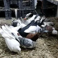 کبوتر پرشی|پرنده|بوئین زهرا, |دیوار