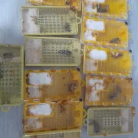 ملکه کارنیکا به گزینی شده جفت خورده