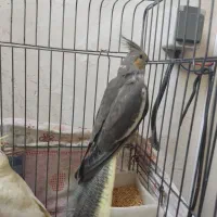 عروس هلندی|پرنده|پاکدشت, پاکدشت (مامازند)|دیوار