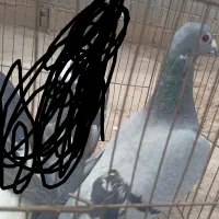 کفش سبز پلاک جان آردن  ۳۰۰