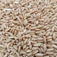 گندم دیم برای بذر گندم منطقه سیلاخور|حیوانات مزرعه|سیلاخور, |دیوار