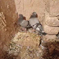 کفتر جوجه المانی|پرنده|مشهد, کوی سیدی|دیوار