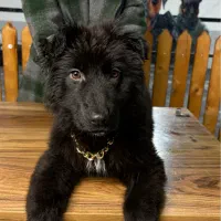 سگ ژرمن توله|سگ|تهران, بوستان چیتگر|دیوار