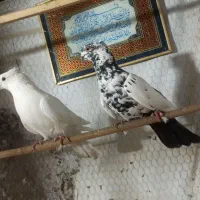 کفتر دهن خورده