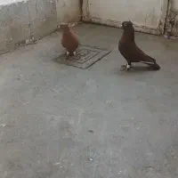 سرخ زرد نر و ماده اصلی|پرنده|سبزوار, زینبیه|دیوار