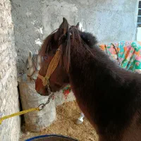 مشکی دورگ یال بلند خیلی آروم خوش راه|اسب و تجهیزات اسب‌سواری|مشهد, شهرآباد|دیوار