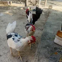 دوعدد جوجه خروس نژاد گلین ۴ماه ۲۵۰۰۰۰۰تومان