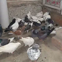 کبوترتک پر