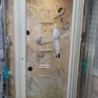 عروس هلندی آلوبینو