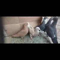 نقدفقط|پرنده|کرمان, |دیوار