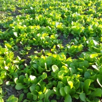 بزر کاهو رغنی کرجی