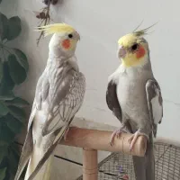 عروس هلندی مولد