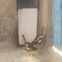 لاری|حیوانات مزرعه|کنگاور, |دیوار