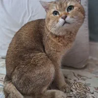 فروش فوری گربه خاص واصیل آموزش دیده|گربه|هشتگرد, تهران دشت|دیوار