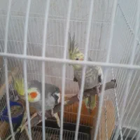 سه عدد عروس هلندی با تخم و جوجه