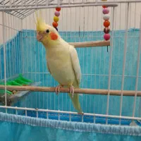 طوطی عروس نر با قفس|پرنده|رشت, دخانیات|دیوار