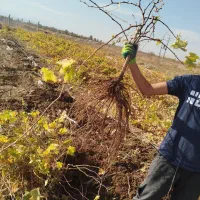 نهال .انگور. فروشی|خدمات باغبانی و درختکاری|میاندوآب, |دیوار