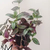 گل طبیعی|گل و گیاه طبیعی|شاهرود, |دیوار