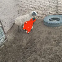 میش زایده و آبستن...|حیوانات مزرعه|رفسنجان, |دیوار