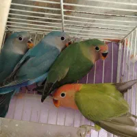 کوتوله برزیلی