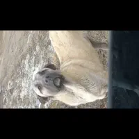 سگ اصیل سرابی|سگ|ارومیه, |دیوار