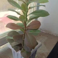 به‌آنلاین‌شاپ‌گل‌وگیاه‌طبیعی‌خوش‌اومدین