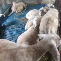 بره نر