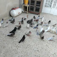 کبوتر سرور کاکولی نوک ریز با دوکت کاکولی نوک ریز