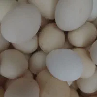 تخم مرغ محلی