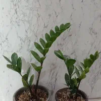 حراج زامفولیا|گل و گیاه طبیعی|سمنان, |دیوار