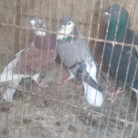 کبوتر|پرنده|کرباسک, |دیوار