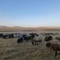 بره