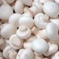 پخش قارچ|خوردنی و آشامیدنی|تربت جام, جامرود|دیوار