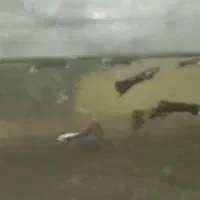 ماهی گوپی دونه20|ماهی|سبزوار, صالح آباد|دیوار