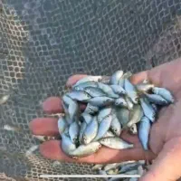 توزیع ماهیان پرورشی