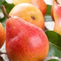 پیش فروش نهال گلابی فورل لیبل دار