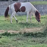 اسب سال ۷ سواری و باری|اسب و تجهیزات اسبسواری|چاف و چمخاله, |دیوار