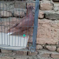 چند عدد کبوتر زیبا|پرنده|سبزوار, جوادیه شرقی|دیوار