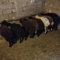 8عددبره نر ریز داشتی سبک