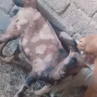 با عرض سلام دو عدد بز نر چینی 18000000