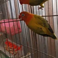 عروس هلندی طوطی برزیلی مرغ عشق پروانه ایی