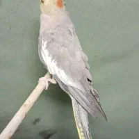 عروس هلندی کوتوله