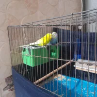 جفت مرغ عشق دستی بالغ