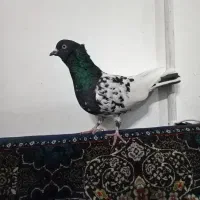 کله سیاه|پرنده|تربت‌حیدریه, پائین ولایت|دیوار