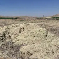 کاه گندم