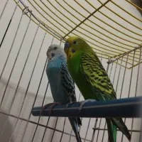 مرغ عشق کاملاً دستی معاوضه