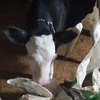 گاوو گوساله درجه یک