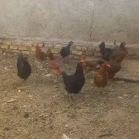 تعدادی مرغ و خروس محلی